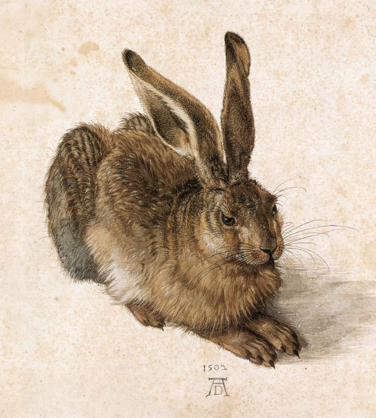 Albrecht Dürer malte den Feldhasen mit Gouache und Aquarell auf 25,1 × 22,6 cm Papier.